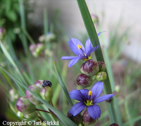 Sisyrinchium graminioides, sinisilmi